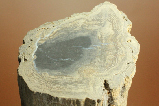 インテリアにいかがでしょう？古代の切り株の化石。珪化木。（その6）