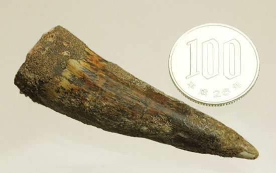 典型的フォルムでモデル的標本。肉食恐竜スピノサウルスの歯化石(Spinosaurus)(その10)