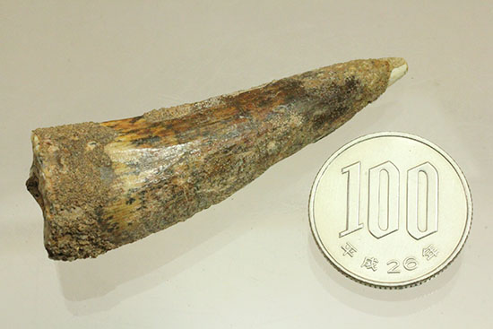 典型的フォルムでモデル的標本。肉食恐竜スピノサウルスの歯化石(Spinosaurus)(その11)