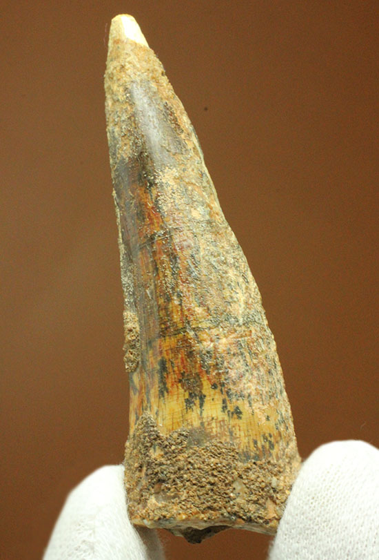 典型的フォルムでモデル的標本。肉食恐竜スピノサウルスの歯化石(Spinosaurus)(その2)