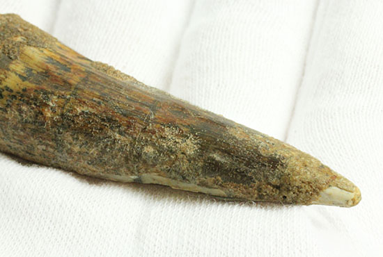典型的フォルムでモデル的標本。肉食恐竜スピノサウルスの歯化石(Spinosaurus)(その4)