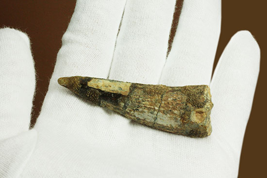 典型的フォルムでモデル的標本。肉食恐竜スピノサウルスの歯化石(Spinosaurus)(その6)