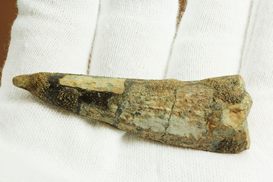 典型的フォルムでモデル的標本。肉食恐竜スピノサウルスの歯化石(Spinosaurus)(その7)