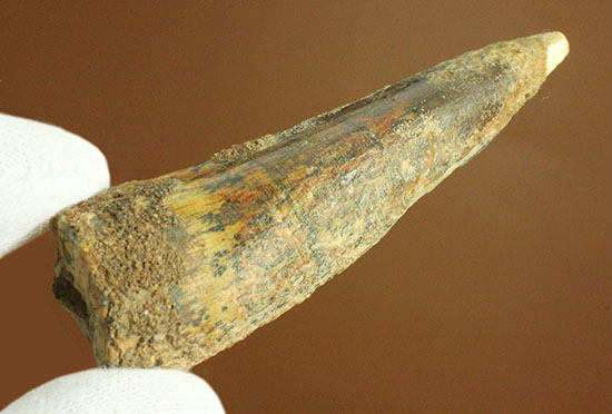 典型的フォルムでモデル的標本。肉食恐竜スピノサウルスの歯化石(Spinosaurus)(その8)