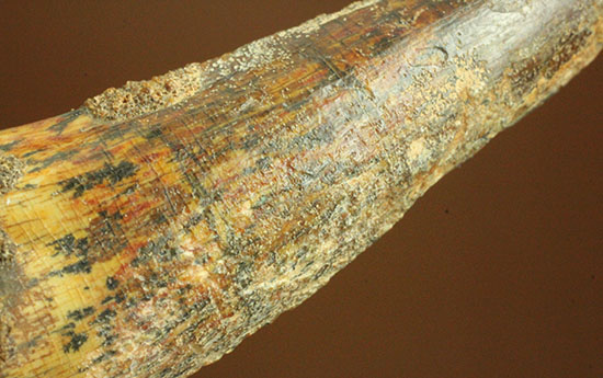 典型的フォルムでモデル的標本。肉食恐竜スピノサウルスの歯化石(Spinosaurus)(その9)