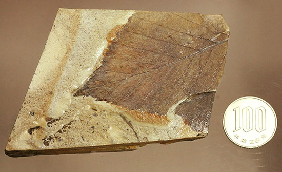 保存状態、極めて良し!見事な披針形をした木の葉の化石(その10)