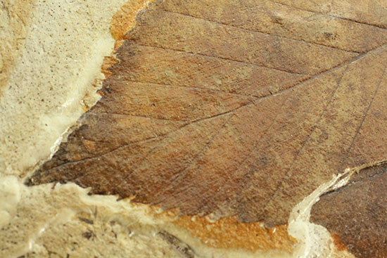 保存状態、極めて良し!見事な披針形をした木の葉の化石(その2)