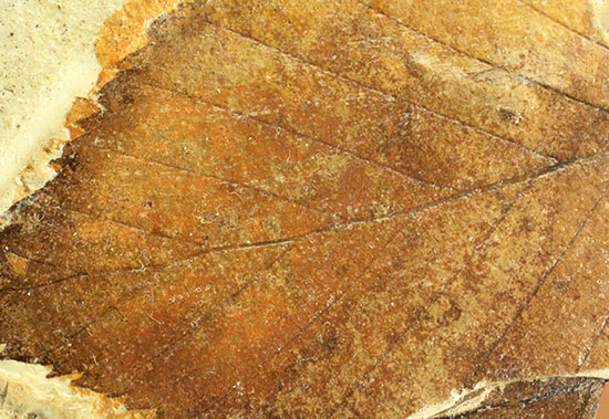 保存状態、極めて良し！見事な披針形をした木の葉の化石（その9）