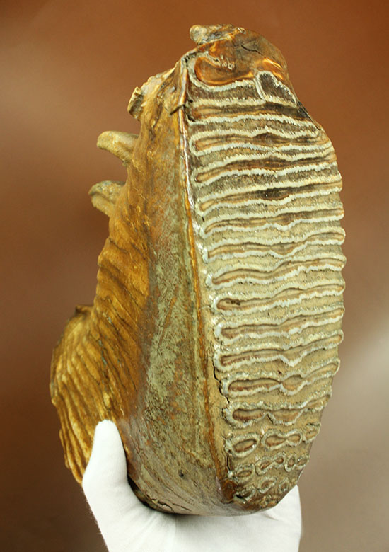 これぞパーフェクトコレクション！サイズ、状態など全てにおいてハイレベルなマンモスの臼歯の化石（その1）