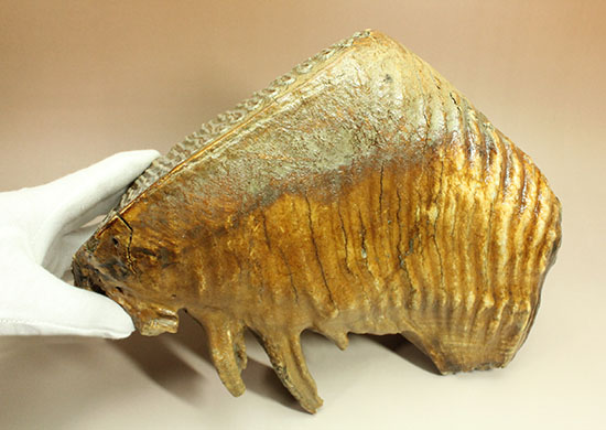 これぞパーフェクトコレクション！サイズ、状態など全てにおいてハイレベルなマンモスの臼歯の化石