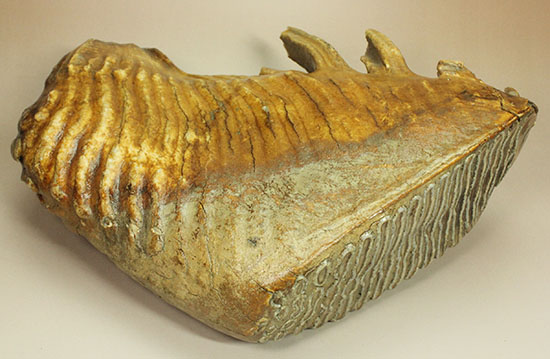 これぞパーフェクトコレクション！サイズ、状態など全てにおいてハイレベルなマンモスの臼歯の化石（その14）