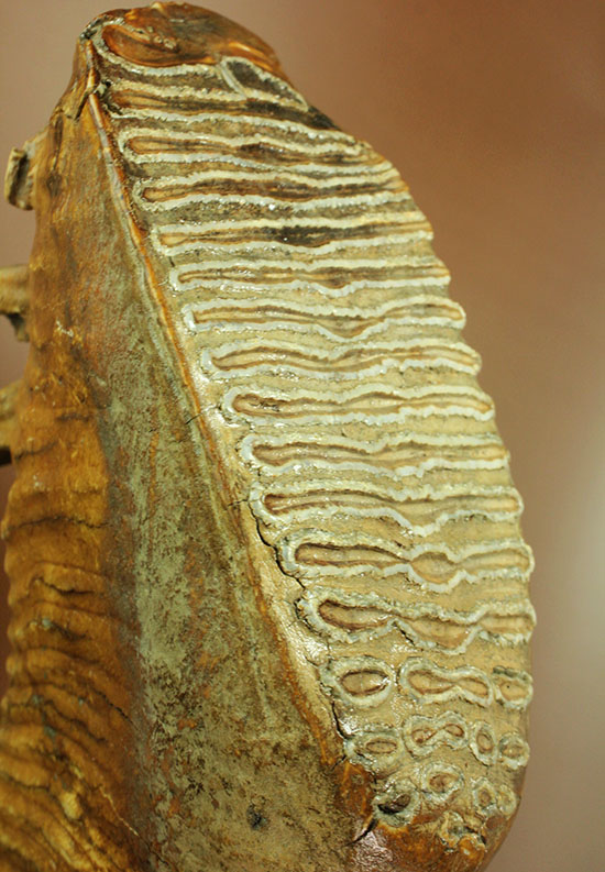 これぞパーフェクトコレクション！サイズ、状態など全てにおいてハイレベルなマンモスの臼歯の化石（その2）