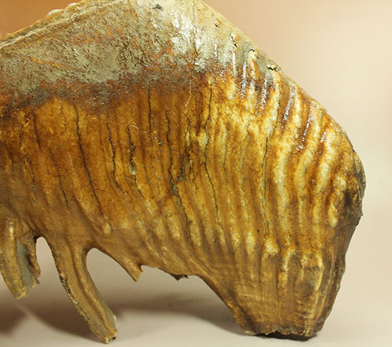これぞパーフェクトコレクション！サイズ、状態など全てにおいてハイレベルなマンモスの臼歯の化石（その8）
