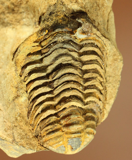 母岩付きならではの立体感！オルドビス紀、初期の三葉虫カリメネ種（その1）