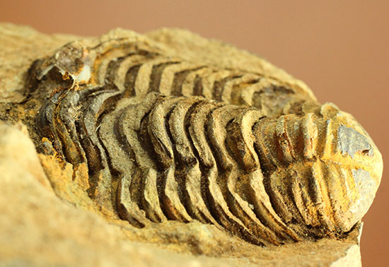 母岩付きならではの立体感！オルドビス紀、初期の三葉虫カリメネ種（その13）