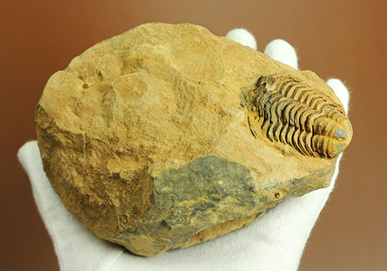 母岩付きならではの立体感！オルドビス紀、初期の三葉虫カリメネ種（その6）
