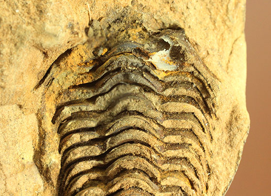 母岩付きならではの立体感！オルドビス紀、初期の三葉虫カリメネ種（その8）
