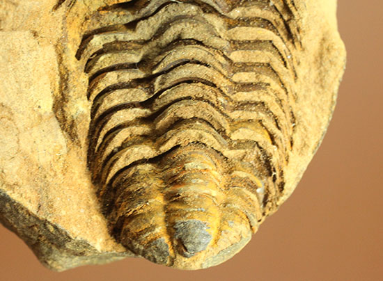 母岩付きならではの立体感！オルドビス紀、初期の三葉虫カリメネ種（その9）
