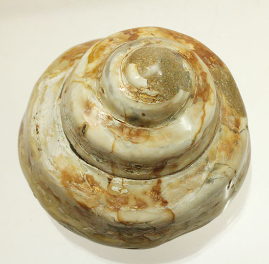 美しく磨き上げられた古代の巻き貝(腹足類)(その10)