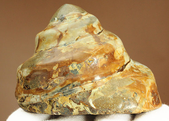 美しく磨き上げられた古代の巻き貝(腹足類)(その11)