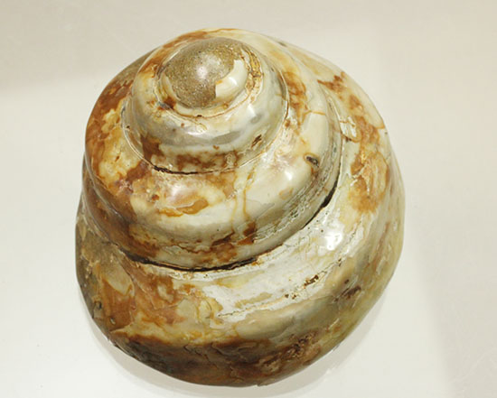 美しく磨き上げられた古代の巻き貝(腹足類)(その12)