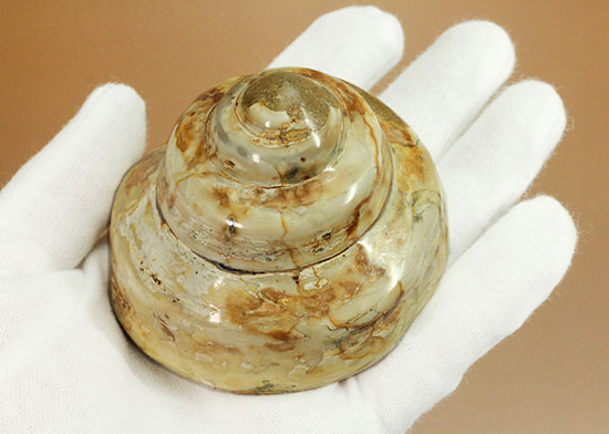 美しく磨き上げられた古代の巻き貝(腹足類)(その2)
