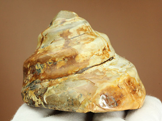 美しく磨き上げられた古代の巻き貝(腹足類)(その3)