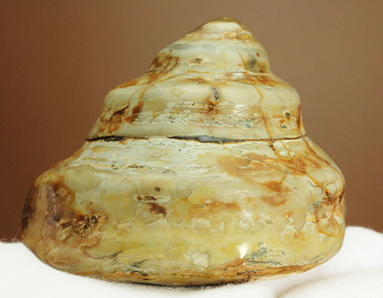 美しく磨き上げられた古代の巻き貝（腹足類）（その4）