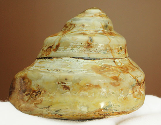 美しく磨き上げられた古代の巻き貝(腹足類)(その4)