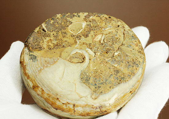 美しく磨き上げられた古代の巻き貝(腹足類)(その5)