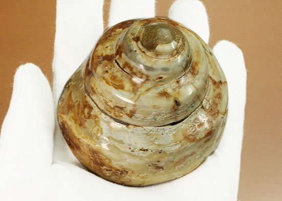 美しく磨き上げられた古代の巻き貝(腹足類)(その6)