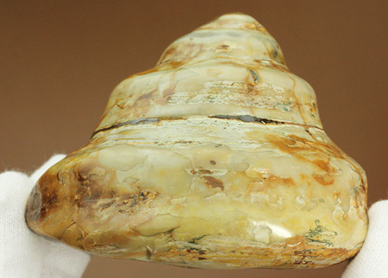 美しく磨き上げられた古代の巻き貝(腹足類)(その8)