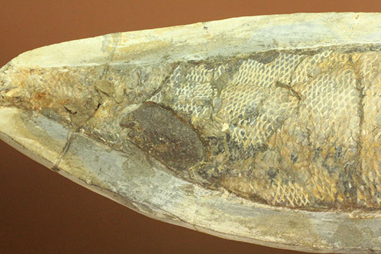 あのサンタナフォーメーション産の魚化石を手に入れるチャンス！カマスの仲間の化石（その11）