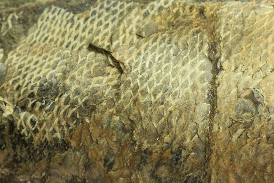 あのサンタナフォーメーション産の魚化石を手に入れるチャンス！カマスの仲間の化石（その12）