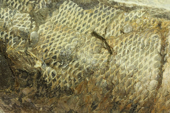 あのサンタナフォーメーション産の魚化石を手に入れるチャンス！カマスの仲間の化石（その13）