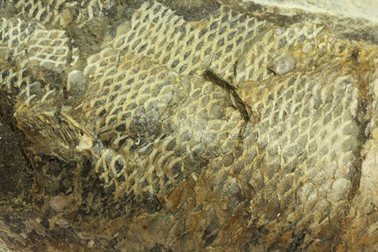 あのサンタナフォーメーション産の魚化石を手に入れるチャンス！カマスの仲間の化石（その13）