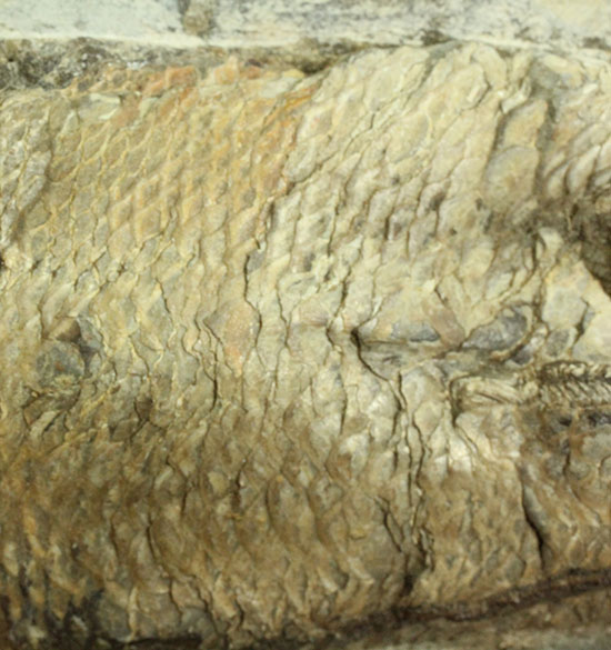 あのサンタナフォーメーション産の魚化石を手に入れるチャンス！カマスの仲間の化石（その6）