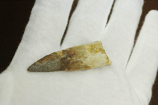 北アフリカ大陸、白亜紀に生きた恐竜、スピノサウルスの歯化石(Spinosaurus)(その9)