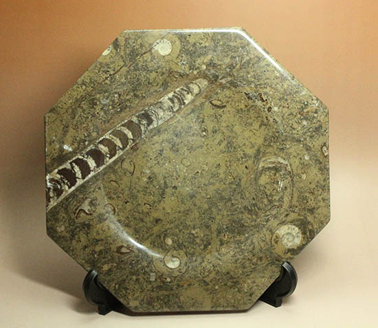 １８センチのオルソセラス＆ゴニアタイトが集結！なかなかお目にかかることのない、両面化石のプレート標本。(Orthoceras＆Goniatite)（その1）