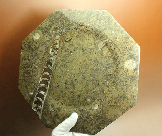 １８センチのオルソセラス＆ゴニアタイトが集結！なかなかお目にかかることのない、両面化石のプレート標本。(Orthoceras＆Goniatite)（その10）