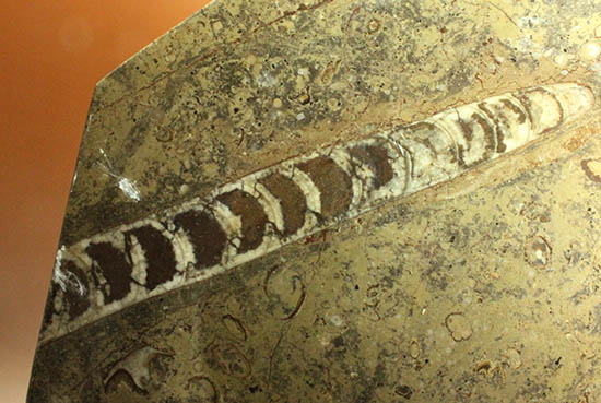 １８センチのオルソセラス＆ゴニアタイトが集結！なかなかお目にかかることのない、両面化石のプレート標本。(Orthoceras＆Goniatite)（その12）