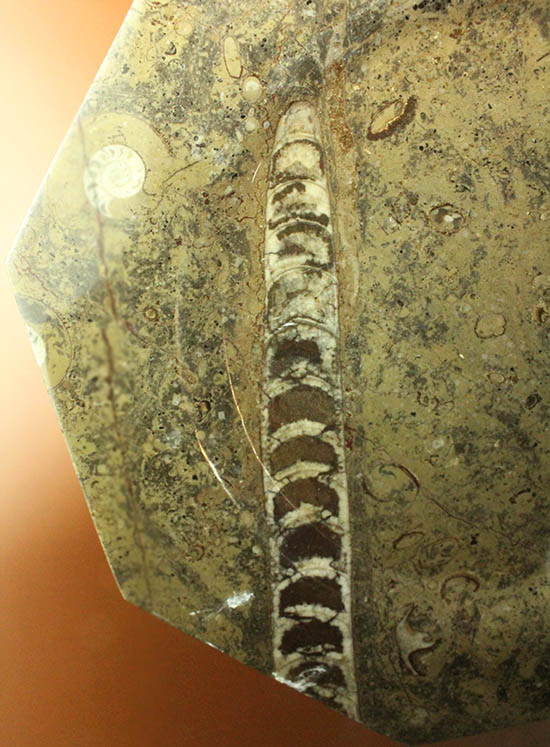 １８センチのオルソセラス＆ゴニアタイトが集結！なかなかお目にかかることのない、両面化石のプレート標本。(Orthoceras＆Goniatite)（その13）