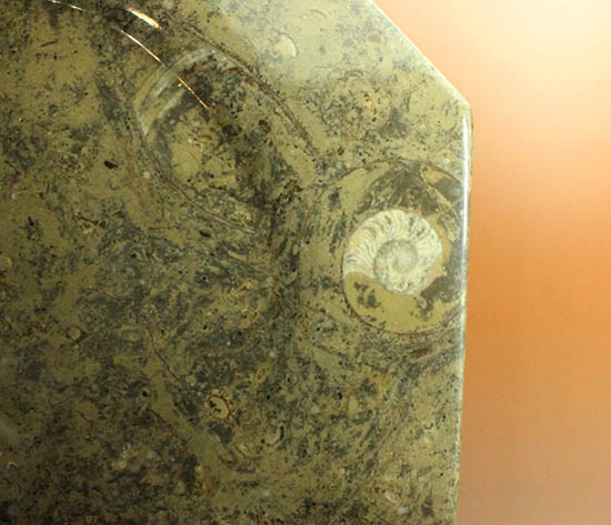 １８センチのオルソセラス＆ゴニアタイトが集結！なかなかお目にかかることのない、両面化石のプレート標本。(Orthoceras＆Goniatite)（その14）