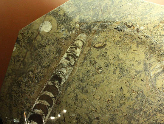 １８センチのオルソセラス＆ゴニアタイトが集結！なかなかお目にかかることのない、両面化石のプレート標本。(Orthoceras＆Goniatite)（その15）