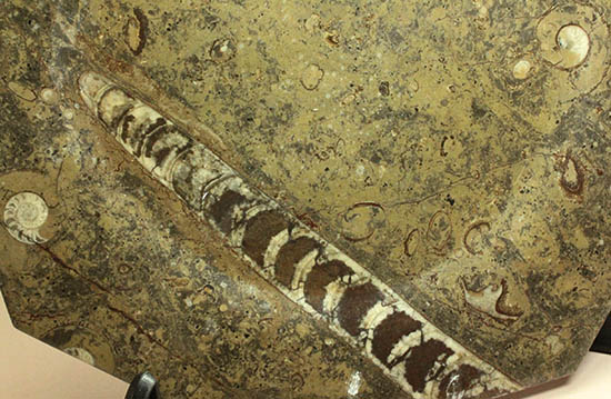 １８センチのオルソセラス＆ゴニアタイトが集結！なかなかお目にかかることのない、両面化石のプレート標本。(Orthoceras＆Goniatite)（その4）