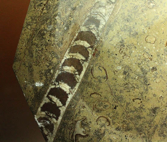 １８センチのオルソセラス＆ゴニアタイトが集結！なかなかお目にかかることのない、両面化石のプレート標本。(Orthoceras＆Goniatite)（その5）