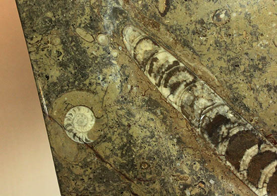 １８センチのオルソセラス＆ゴニアタイトが集結！なかなかお目にかかることのない、両面化石のプレート標本。(Orthoceras＆Goniatite)（その9）