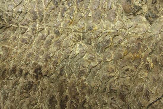珍しい種類!スズキ目の特徴を多数持った立派な魚化石。(その10)