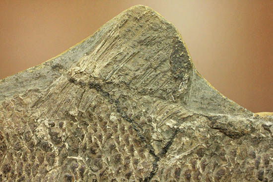 珍しい種類！スズキ目の特徴を多数持った立派な魚化石。（その11）