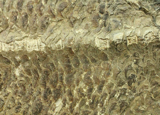 珍しい種類！スズキ目の特徴を多数持った立派な魚化石。（その12）